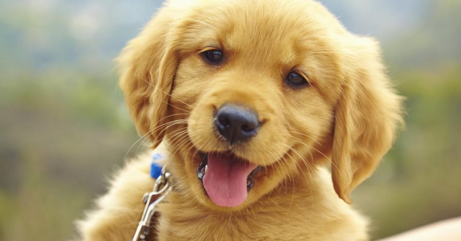 Image of Golden Retriever Puppy 