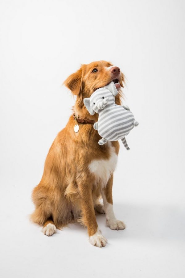 Golden Retriever holding dog toy