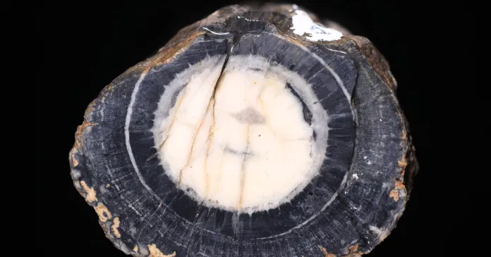 Scientists Discover Fossilized Dinosaur Food