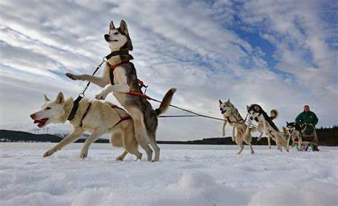 Winter Dog Sledding with Huskies