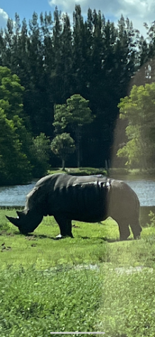 Rhino at Lion Country Safari