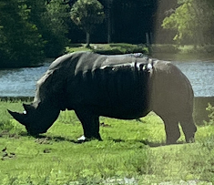 Rhino at Lion Country Safari
