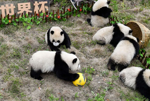 Pandas in the middle of their game.