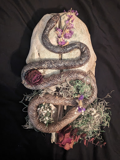 Taxidermied snake on top of a cow skull adorned with dried flowers and moss.