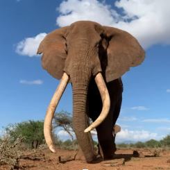 Old African Elephant with long tusks.