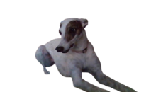 A picture of a greyhound