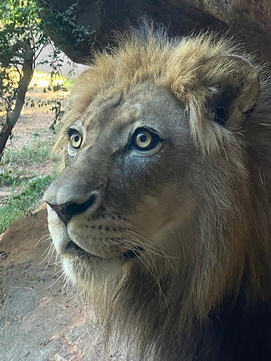 Lion at Atlanta Zoo