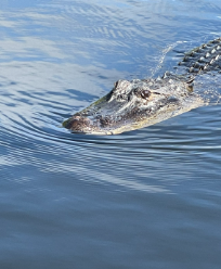Image of alligator 