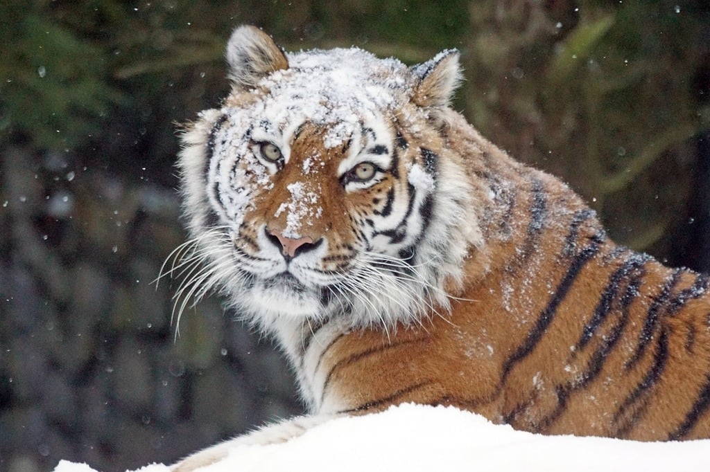 Photo Caption: Amur tiger sitting on snow 