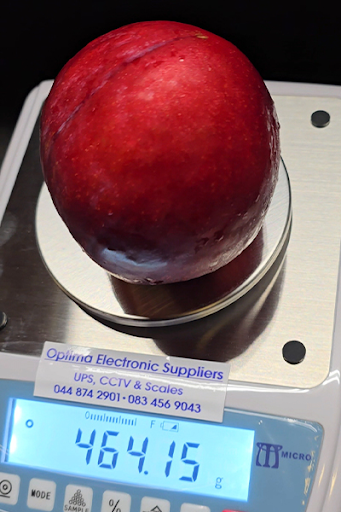 The worlds heaviest plum on a scale.