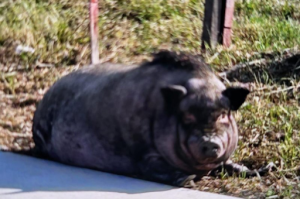 The lost chubby pig with gray and light gray spots lying down in a patch of grass.