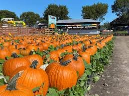 Image of pumpkin patch at Bedner's farm taken by Daanya A 