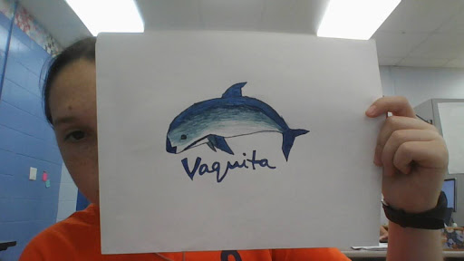 A drawing of the Vaquita. 