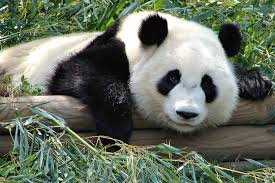 Image of panda bear taken from creative commons