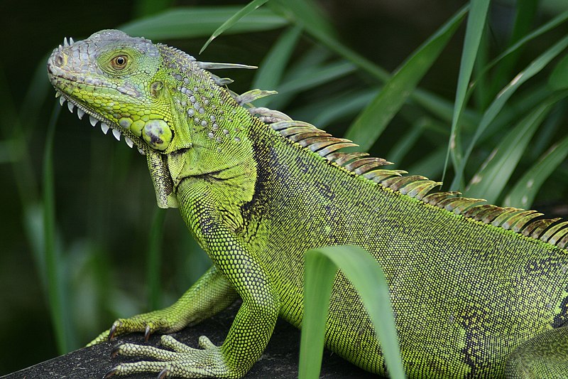 A Green Iguana. Photo by Korall