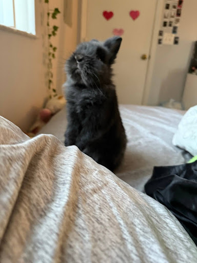 Shadow standing on my bed