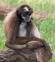 Spider monkey (photo taken by Animalia)
