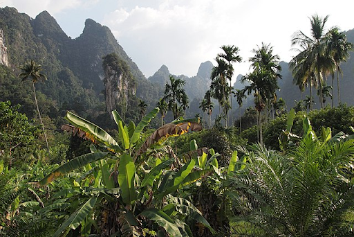 Image of jungle taken from Creative Commons