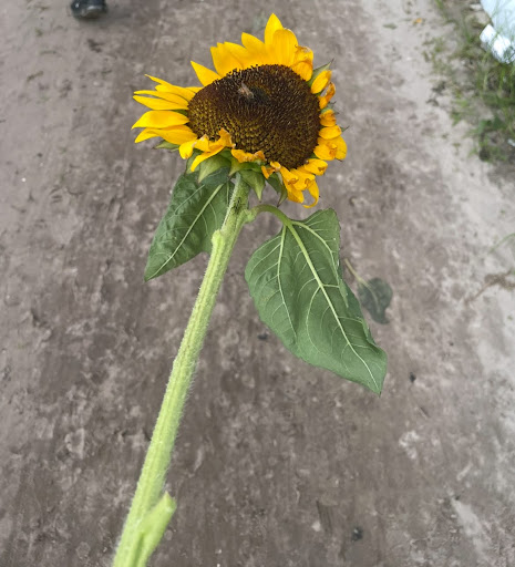 Photo Caption: A bee resting on a sunflower in a garden
