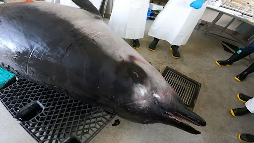 
Spade Toothed Whale (the 7th One Discovered) as Scientists Prepare for Dissection 
