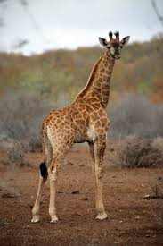 Image of baby giraffe