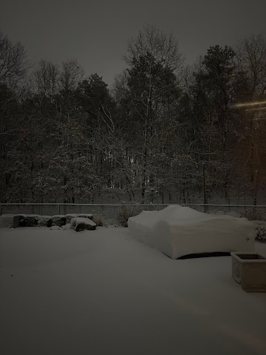 Tall trees covered in snow in the dark
