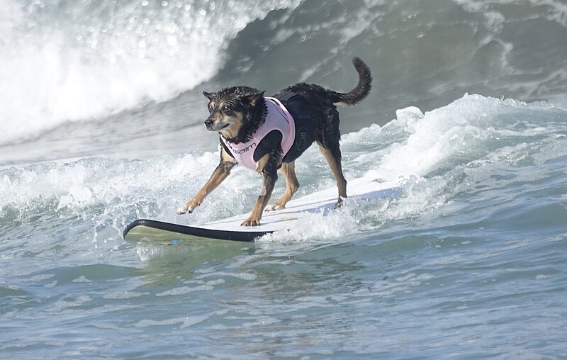 Dog surfing by Mike's Birds