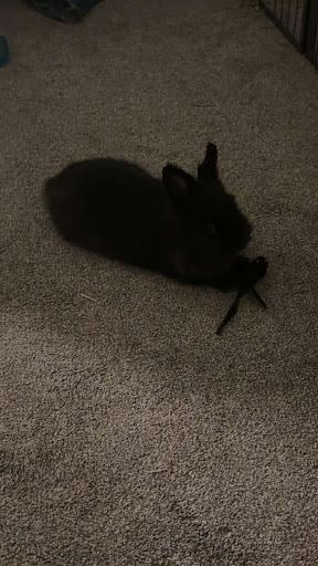 Shadow the Bunny lying on a carpet.