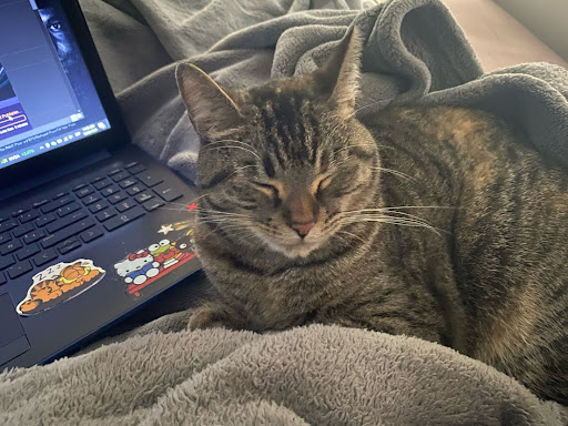 Picture of a brown cat laying down taken by Carolina V.