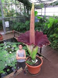 The world's smelliest plant (Amorphophallus gigas)
