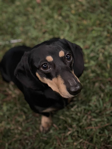 Image of a Dog taken by Emily G