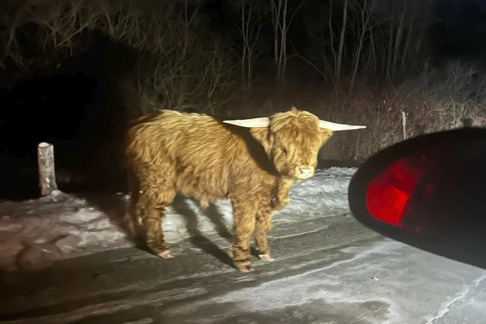 Photo of the spotted bull. Photo credit: Apnews.com