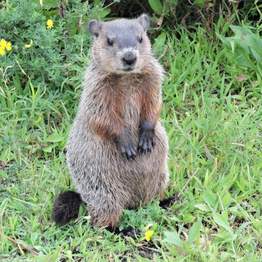 Photo of a groundhog.