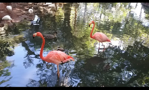 Photo Caption: A picture of animals at a zoo	
