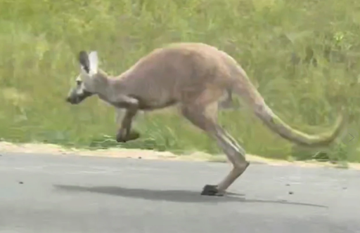 A picture of Sheila on the runway.