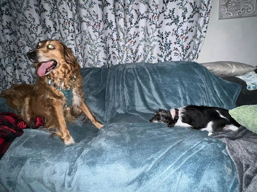 A small dog and a big dog