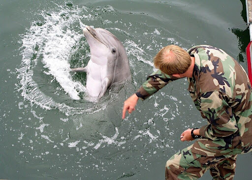 Dolphin
