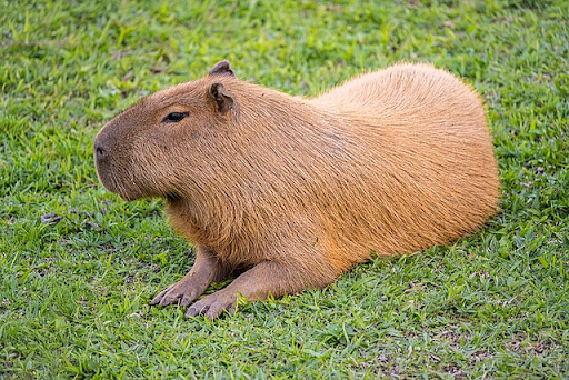 Capybara from  Google Images