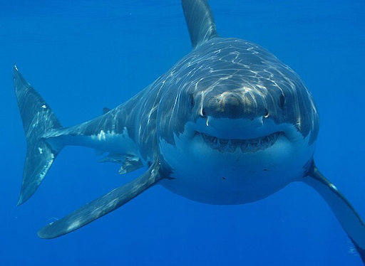 Image of  great white shark i swimming in the ocean 