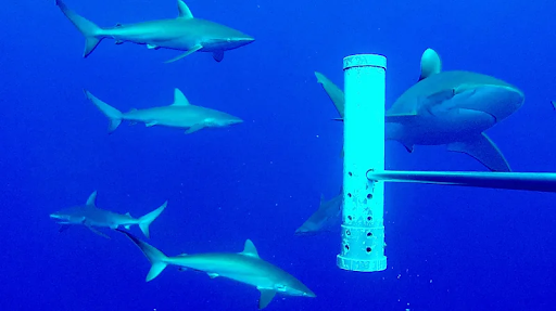 Picture of Sharks