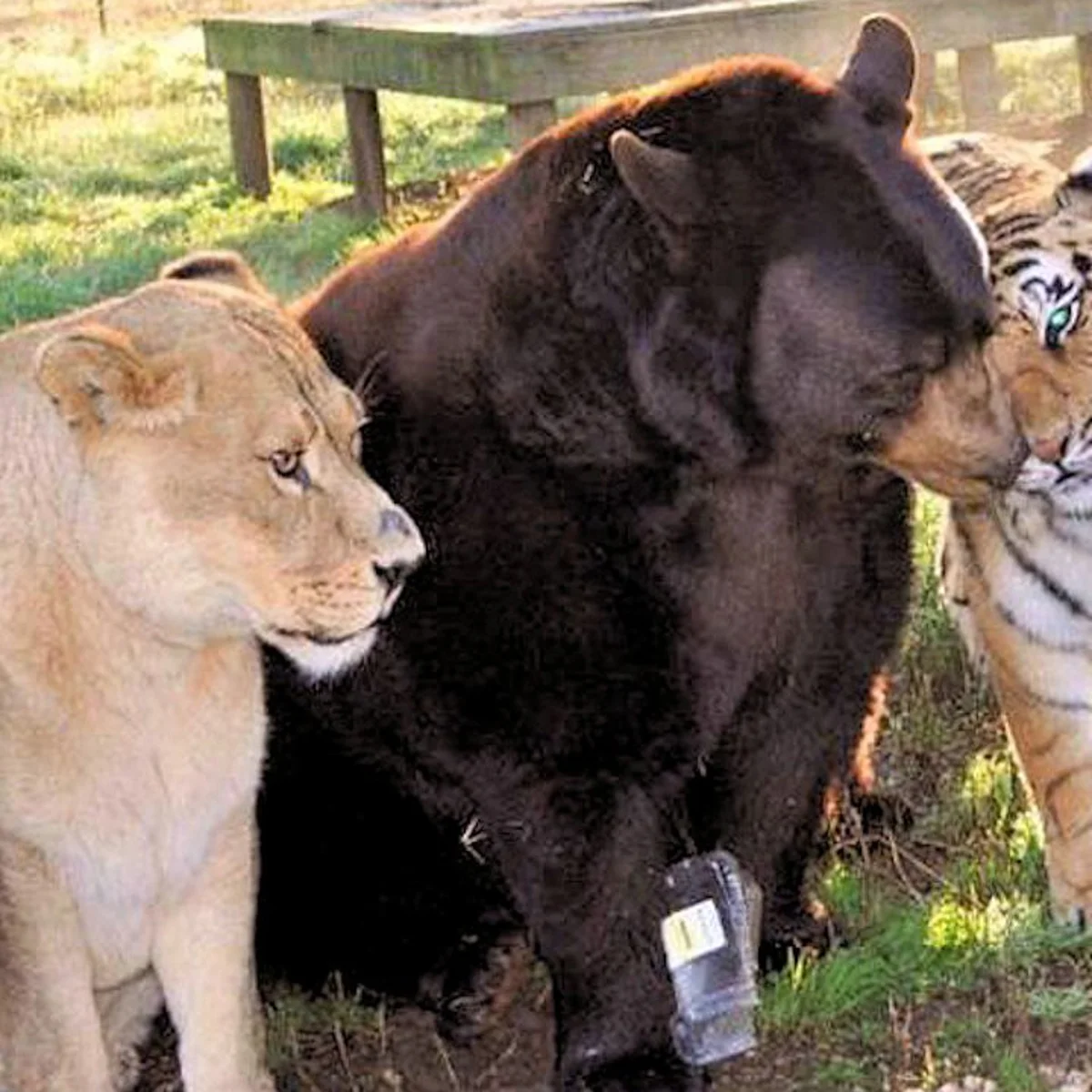 Image of bear and lion together 