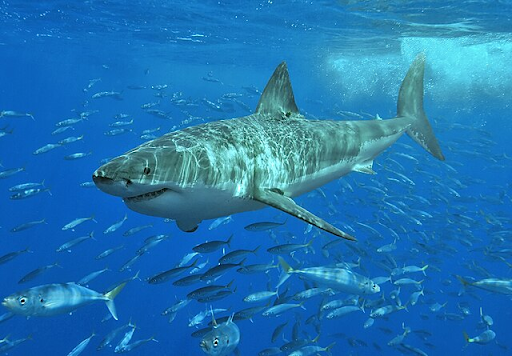 Image of a Shark