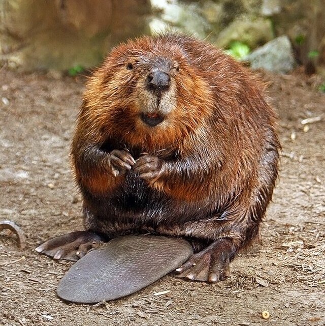 Picture of Beaver
