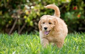 Photo of a dog playing