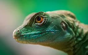 Image of a lizard 