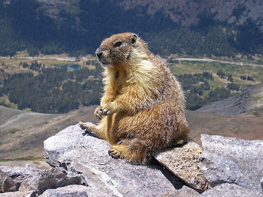 Picture of a groundhog