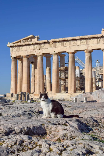 A cat in from of the Parthenon in Athens, Greece