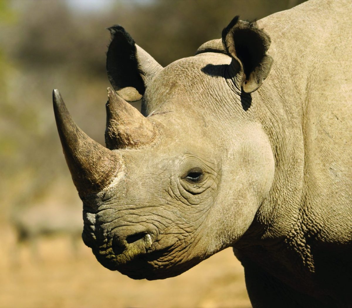 Image of Rhino 
