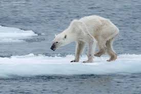 Image of Polar Bear