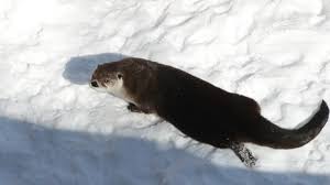 Otter playing in the snow.